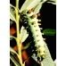 Robin Moth cecropia 15 Eggs 